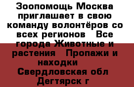Зоопомощь.Москва приглашает в свою команду волонтёров со всех регионов - Все города Животные и растения » Пропажи и находки   . Свердловская обл.,Дегтярск г.